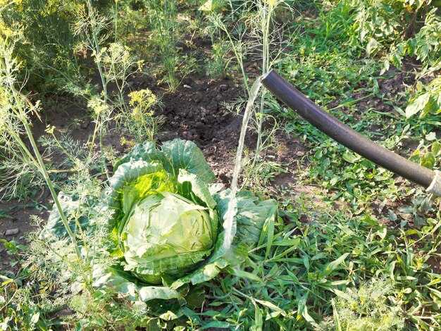 Советы по agroecology: создание благоприятной среды для капусты