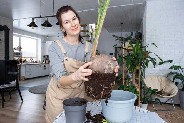 Как ухаживать за бегонией после посадки?