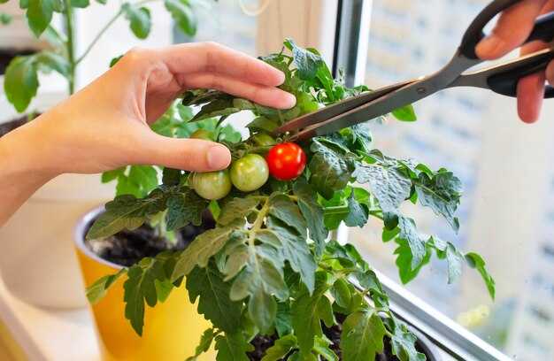Влияние nutricionálného недостатка на листья помидоров